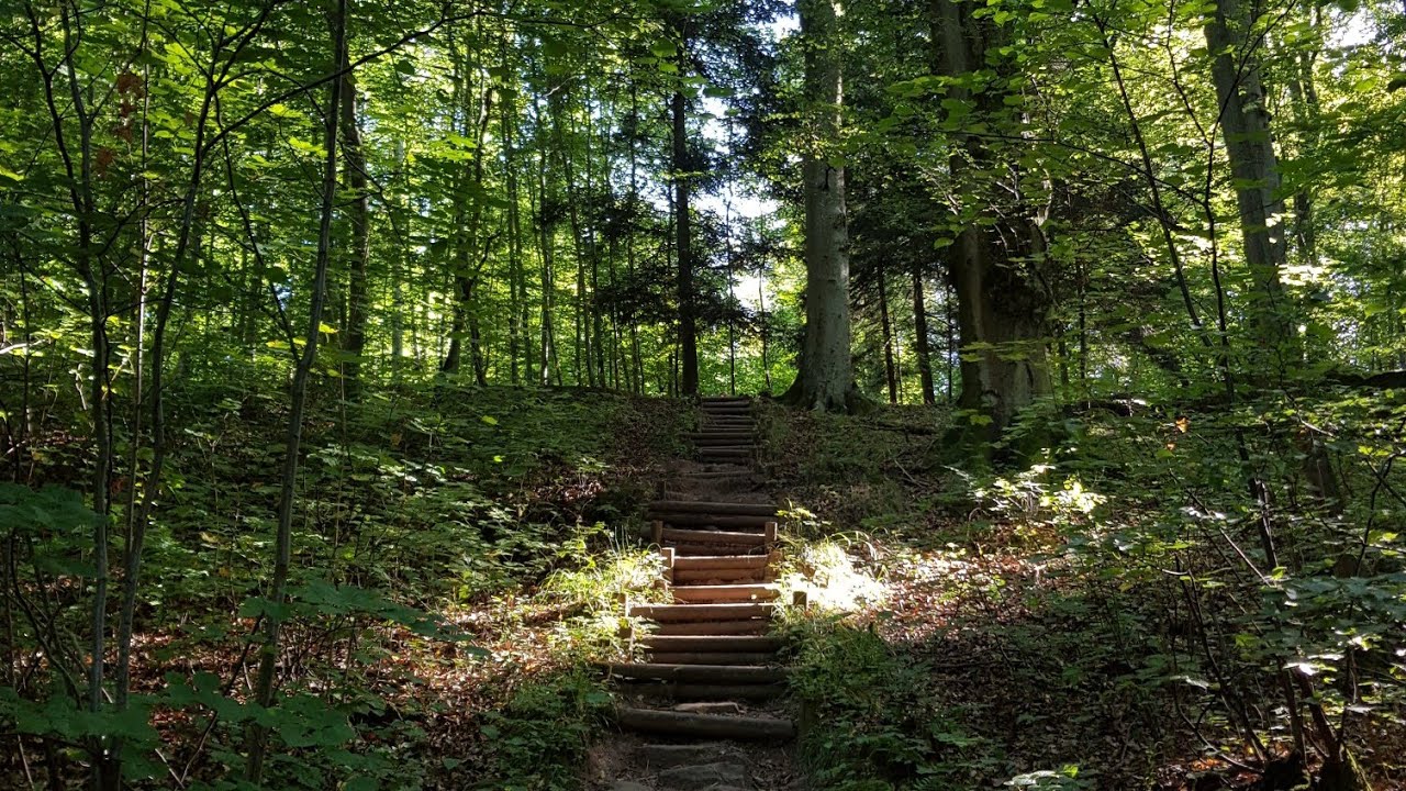 Exploring the Forest on a warm september day