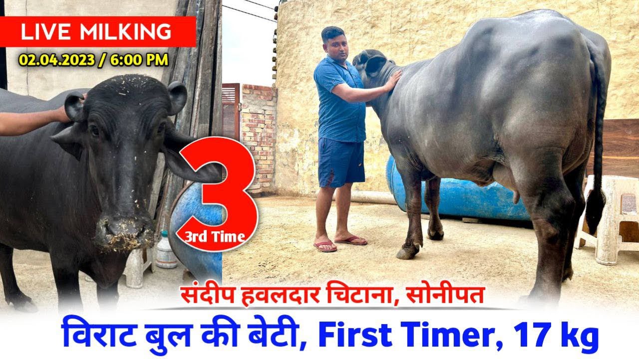 Live Milking 👉 विराट बुल गुमड़ की बेटी, First Timer, 17kg Milk, 2 दांत, संदीप हवलदार चिटाना, सोनीपत
