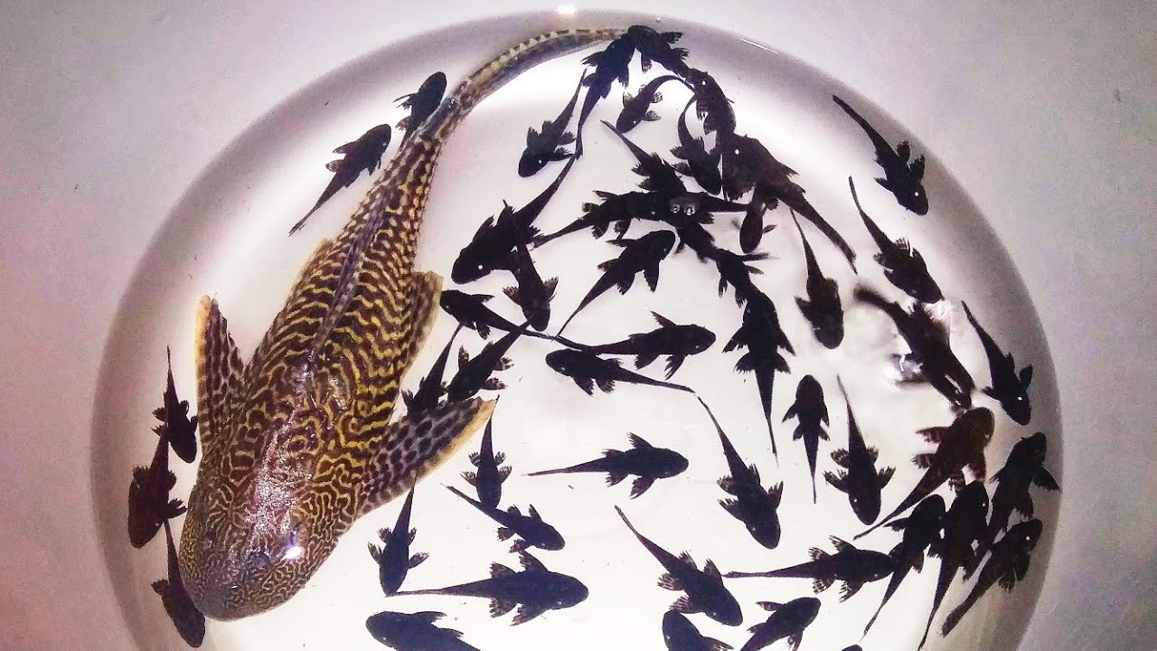 menangkap ikan sapu-sapu di sungai 