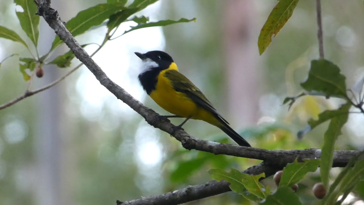 🐦 Male Golden Whistler singing on NSW North Coast (Pachycephala pectoralis) HD