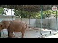 Wildlife  elephants of zoo  free documentary nature 