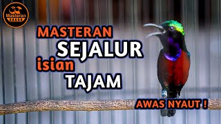 Masteran Konin Gacor  Isian Jangkrik  Edisi Khusus Sejalur Buat Bahan Kolibri