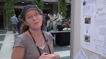 HHMI Educator Tip — Tuskless Elephants