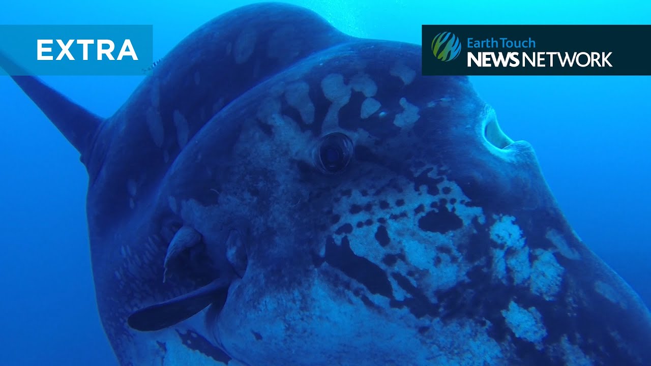Video: Divers dwarfed by the biggest sunfish we've ever seen, Oceans