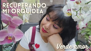 recuperando mi orquídea de la pudrición