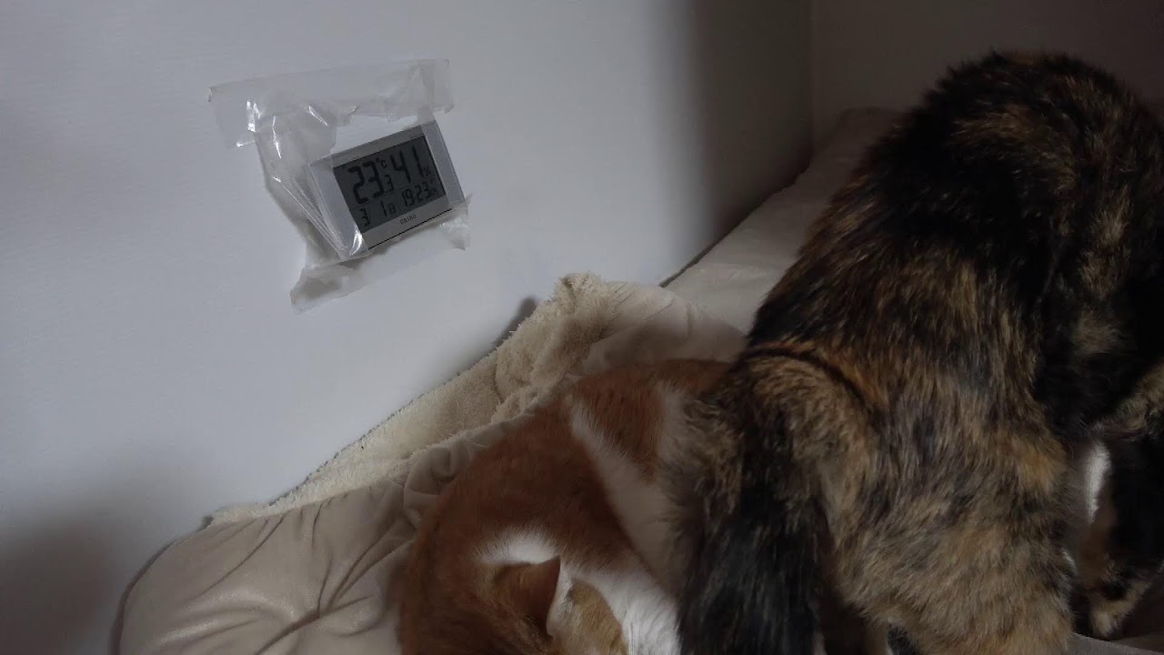 2026.2.28  猫部屋 ハウス２