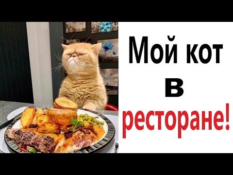 Лютые приколы. КОТ В РЕСТОРАНЕ!!! САМОЕ смешное видео! Попробуй не засмеяться! - Domi Show!