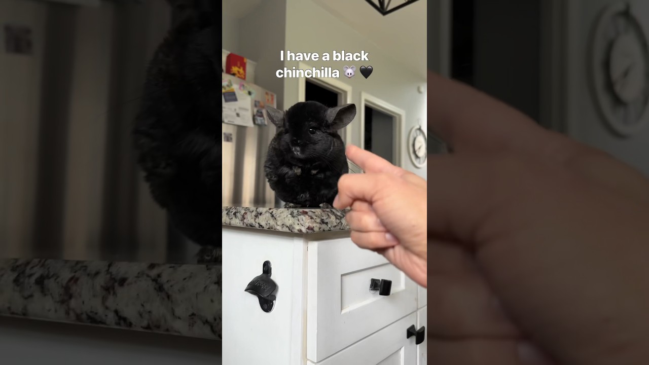 #chinchilla
