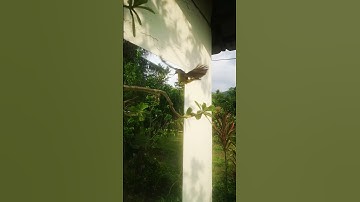 BIRD MIRROR REACTION | ADORABLE REACTION OF A BIRD WHEN SEEING IT SELF IN THE MIRROR #shortstories