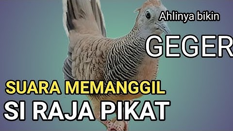 Perkutut Lokal Gacor ‼️ masteran -Si RAJA PIKAT Ahlinya bikin kutut BUNYI.