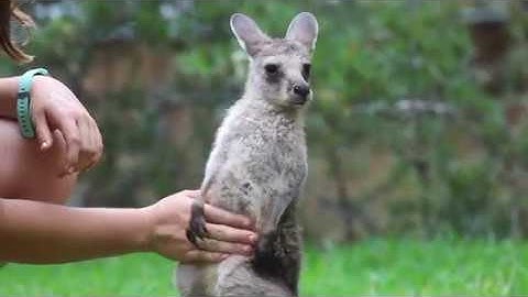 RILEY THE ROO! | The Australian Reptile Park