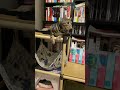 メリーゴーランド猫 #猫 #ねこのいる生活 #回る #メリーゴーランド