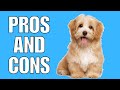 Havanese Pros And Cons | The Good AND The Bad!!