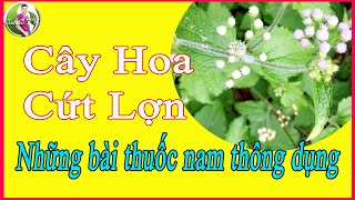 Cay hoa cut lon nhung bai thuoc nam thong dung LAS TV