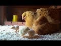 Hatching Day for a Broody Hen