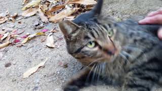 よく喋るキジトラ野良猫