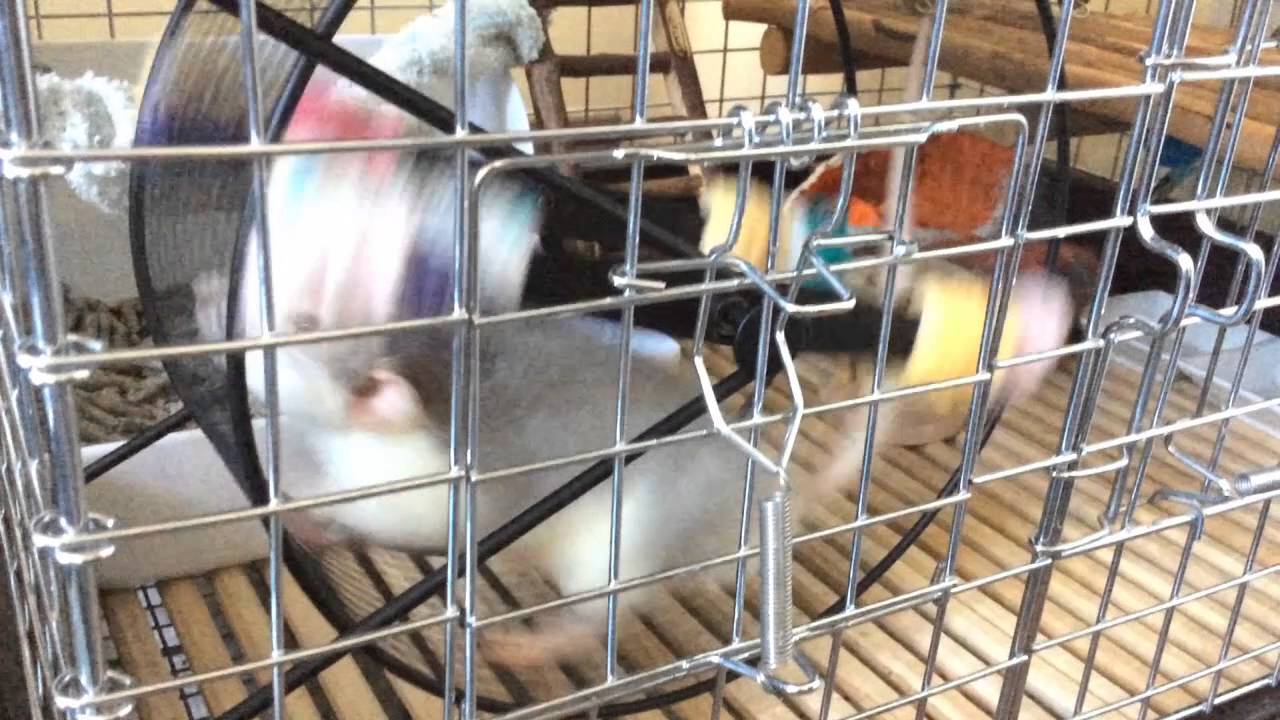 ファンシーラット 回し車爆走 Youtube