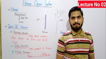 Types Of Neurons Class 8 In Urdu Hindi By Haider Ali || Neuron | Lecture No 02 | Human Organ System