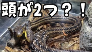 双頭の蛇や亀のいるすごい場所を発見！