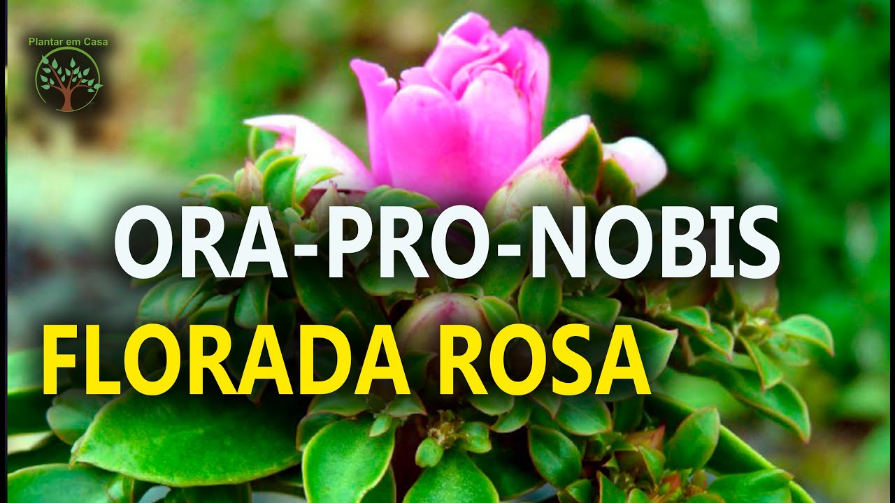 Ora pro Nobis com Florada Rosa com Plantar no Japão - thptnganamst.edu.vn