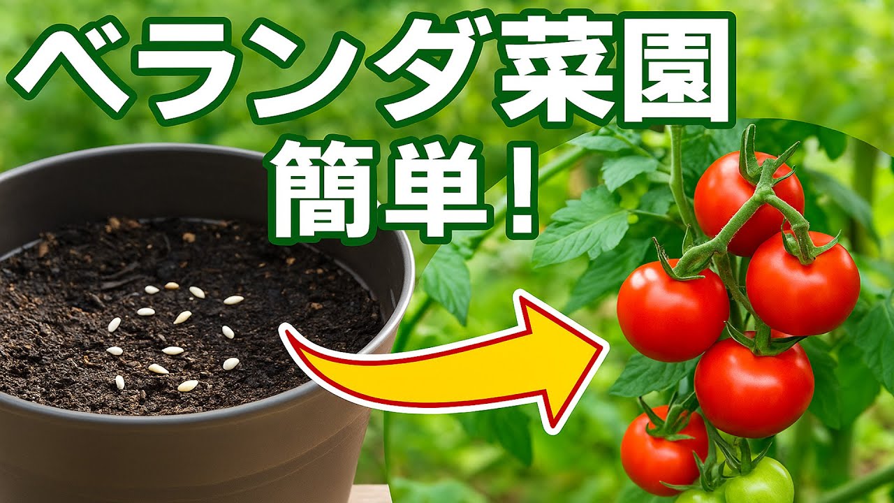 プラスチック容器でトマト栽培！驚くほど実がなる家庭菜園術
