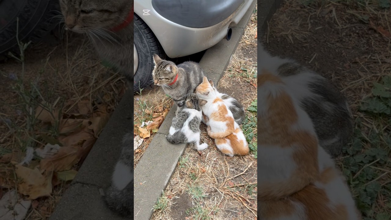 She lost her babies and adopted other kittens🥹