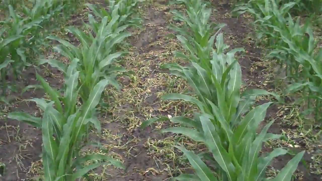 Status Herbicide Performance on Lambsquarters 72 hrs after treatment