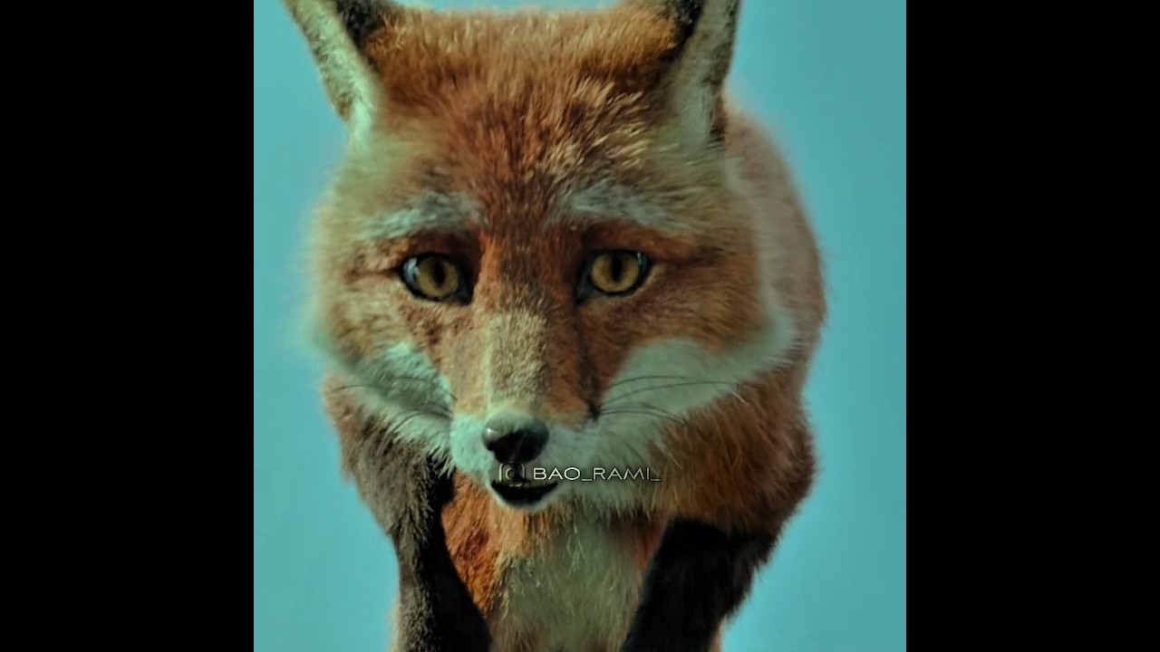 The Little Boy Saved the Fox's Life ❤️ Heart Touching Scene 🥺 BaoRami Edits #shorts #love