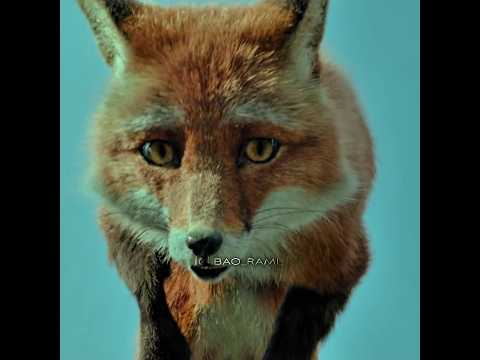 The Little Boy Saved the Fox's Life ❤️ Heart Touching Scene 🥺 BaoRami Edits #shorts #love