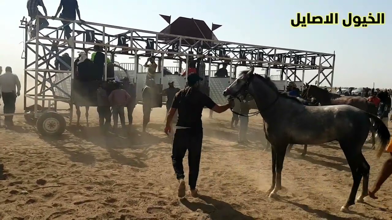 #الخيول الاصايل#باشراف المربي محمد الدواس تنقل لكم السباق الذي اقيم في مضمار المانع في حموكر