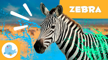 ZEBRAS 🦓 Animals for Kids 🍃 Episode 16