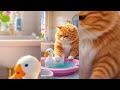 Orange Catمجمع ترند القطط الجديد مياو مياو حكاية جديده مع المياو المكار فيديوهات مضحكه Orange Catمجمع ترند القطط الجديد مياو مياو حكاية جديده مع المياو المكار فيديوهات مضحكه