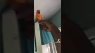 Famous Do the cage dance Profile