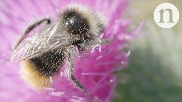 How to help pollinators in cities