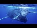 Maman baleine et son baleineau