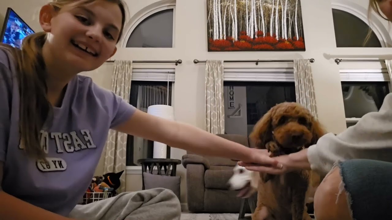 # "Hands in" Dog Challenge 🐾