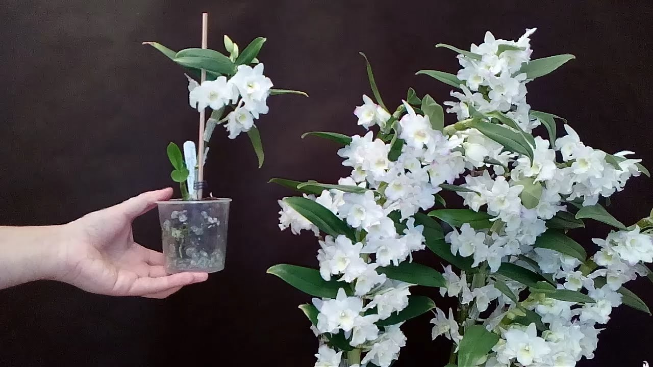 Así están los Keikis de Orquídea Dendrobium despúes del invierno.
