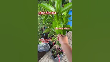 Cây Mận Điều Thái 1 mét | 0386569374 - Ngọc Ngân Bến Tre | Chuyên cây độc lạ