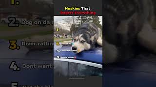 Huskies That Regret Everything 😭🐺 | PetVerse #shorts
