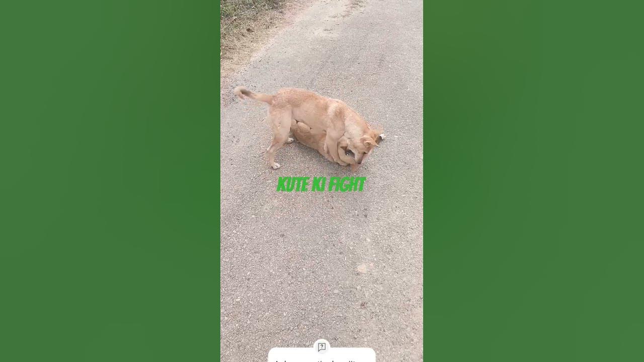 kute fight kaisa hota hai shorts viral video dog dogi YouTube
