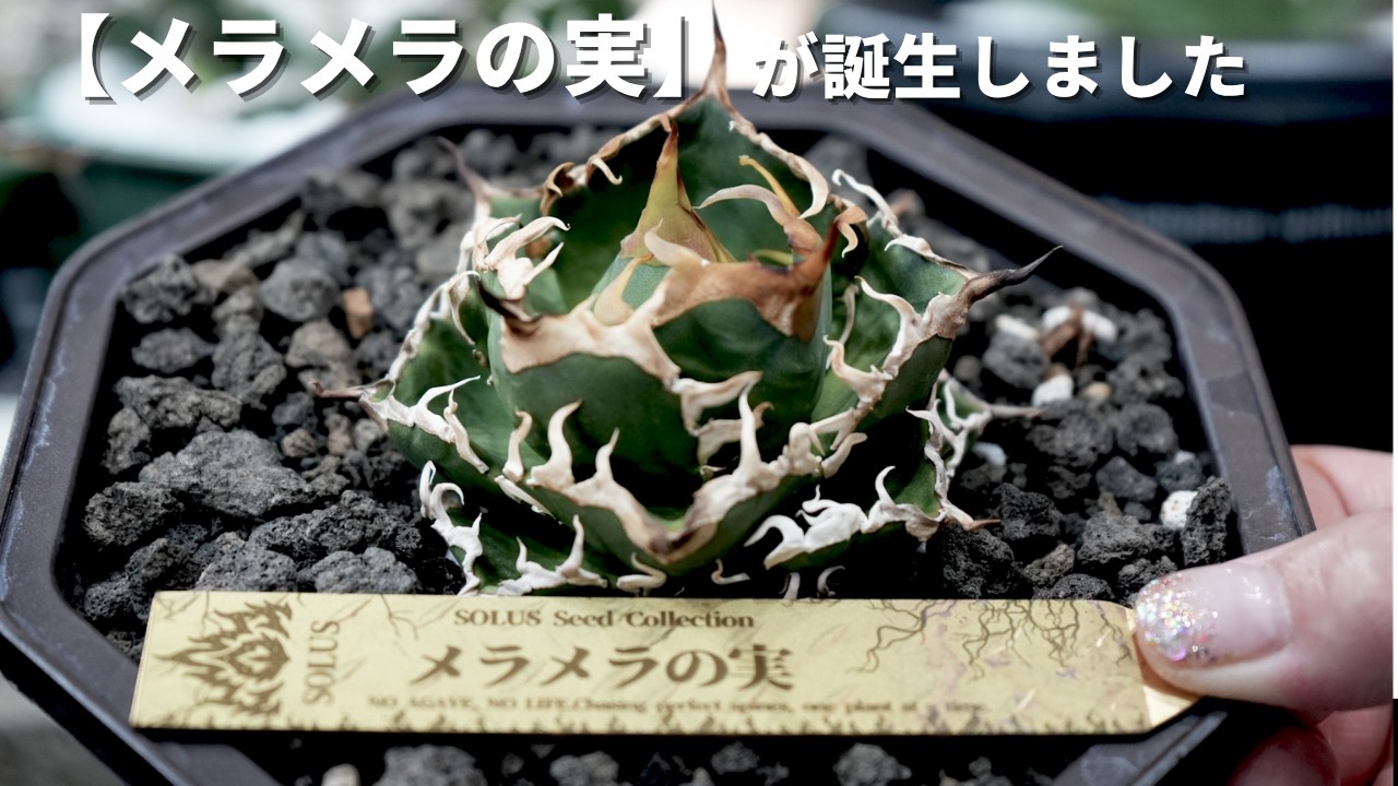 First Reveal] Is This a Devil Fruit!? A Seedling So Special Out of