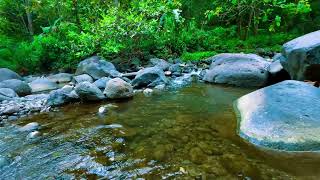 🌿 Gentle Stream Flow Sounds for Focus, Study and Relaxing Background 📚