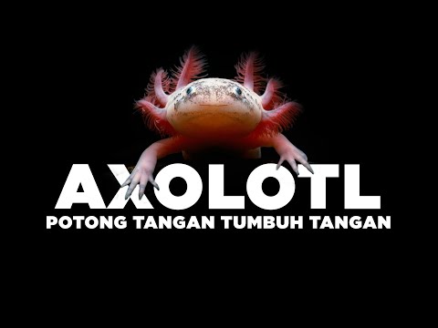 Video: Kapan axolotl akan punah?