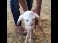 video : Omg :o A Lamb Was Born With A Human Face! See This Video!