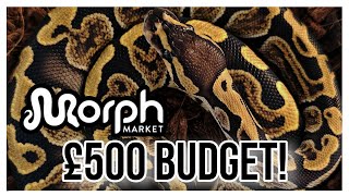 Celebrity If I Had £500 To Invest Into A Ball Python Breeding Project, What Would I Pick?  Net Worth