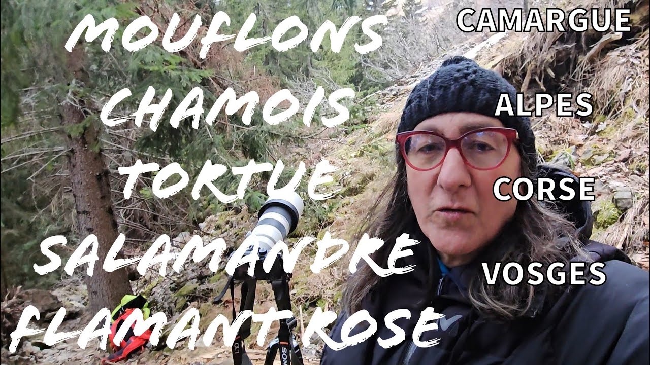 Mouflons-chamois-aigrettes-tortue et bonne année