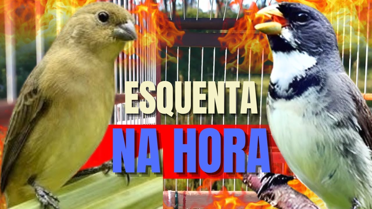 ESQUENTE SEU COLEIRO TUÍ TUÍ COM COLEIRO TUÍ TUÍ E FÊMEA DE COLEIRO CHAMANDO PARA ESQUENTAR COLEIRO