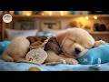 12 Hours Deep Sleep Music for Dogs 🐶 Dog Calming Music 🌌 Stress Relief during Healing Dog Sleep