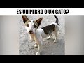 MEMES EPICOS #355
