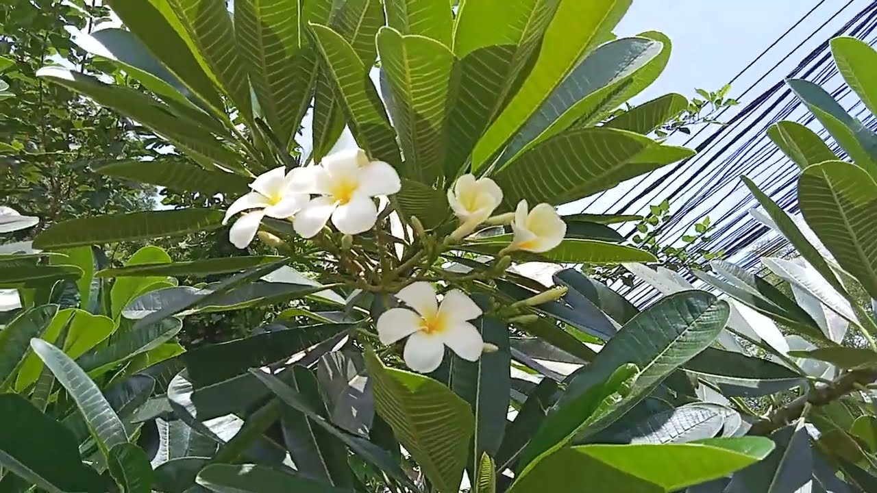 Laos 🇱🇦 national flower. Frangipani. Dok jampa, in lao language.